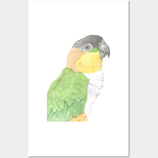 black head caique parrot portrait watercolor painting tropical pet Posters and Art